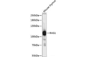Western blot analysis of extracts of Mouse thymus using RAG1 Polyclonal Antibody at dilution of 1:3000. (RAG1 抗体)
