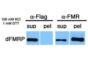 Image no. 1 for anti-Fragile X Mental Retardation 1 (FMR1) (C-Term) antibody (ABIN108599) (FMR1 抗体  (C-Term))