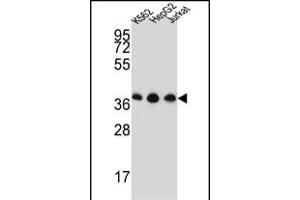 HNRPDL Antibody (Center) (ABIN651545 and ABIN2840293) western blot analysis in K562,HepG2,Jurkat cell line lysates (35 μg/lane). (HNRPDL 抗体  (AA 206-234))