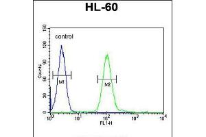 Flow cytometric analysis of HL-60 cells (right histogram) compared to a negative control cell (left histogram). (Coq7 抗体  (C-Term))