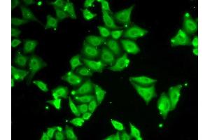 Immunofluorescence (IF) image for anti-Ataxin 3 (ATXN3) (AA 1-364) antibody (ABIN3021829)