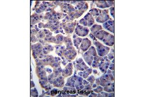 TM9SF2 Antibody (N-term) (ABIN657076 and ABIN2846239) immunohistochemistry analysis in formalin fixed and paraffin embedded human pancreas tissue followed by peroxidase conjugation of the secondary antibody and DAB staining. (TM9SF2 抗体  (N-Term))