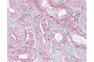 Anti-SPTAN1 / Alpha Fodrin antibody IHC of human kidney. (SPTAN1 抗体  (N-Term))
