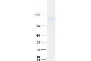 Western Blotting (WB) image for Kin of IRRE Like 3 (KIRREL3) protein (Myc-DYKDDDDK Tag) (ABIN2724261)