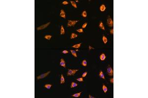 Immunofluorescence analysis of L929 cells using SPRR3 Rabbit pAb (ABIN6130714, ABIN6148386, ABIN6148387 and ABIN6215609) at dilution of 1:100. (SPRR3 抗体  (AA 1-70))
