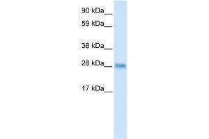 WB Suggested Anti-BCL2L1 Antibody Titration:  0. (BCL2L1 抗体  (N-Term))