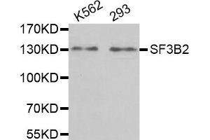 Western Blotting (WB) image for anti-Splicing Factor 3b, Subunit 2, 145kDa (SF3B2) antibody (ABIN1980242)