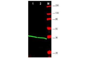 Western blot using  affinity purified anti-PCNA antibody shows detection of PCNA protein in HEK293 (lane 1) and Jurkat (lane 2) whole cell extracts.