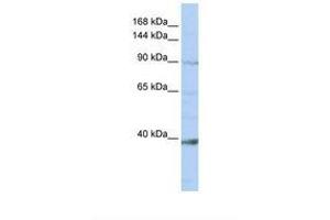 Image no. 1 for anti-NCK-Associated Protein 1-Like (NCKAP1L) (AA 36-85) antibody (ABIN6738379) (NCKAP1L 抗体  (AA 36-85))