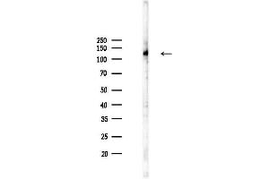 Western blot analysis of lysates from Rat brain, using Kinesin 5 C Antibody at 1/1000 dilution.
