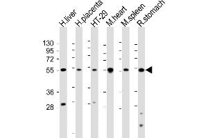 All lanes : Anti-HTR2B Antibody (C-term ) at 1:2000 dilution Lane 1: human liver lysate Lane 2: human placenta lysate Lane 3: HT-29 whole cell lysate Lane 4: mouse heart lysate Lane 5: mouse spleen lysate Lane 5: rat stomach lysate Lysates/proteins at 20 μg per lane. (Serotonin Receptor 2B 抗体  (C-Term))