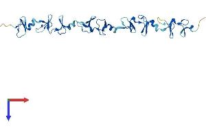 FHL5 Protein (AA 1-284) (His tag)