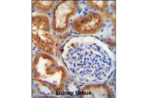 SLC5A12 antibody immunohistochemistry analysis in formalin fixed and paraffin embedded human kidney tissue followed by peroxidase conjugation of the secondary antibody and DAB staining. (SLC5A12 抗体  (C-Term))