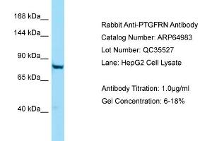 Western Blotting (WB) image for anti-Prostaglandin F2 Receptor Negative Regulator (PTGFRN) (C-Term) antibody (ABIN971499) (PTGFRN 抗体  (C-Term))