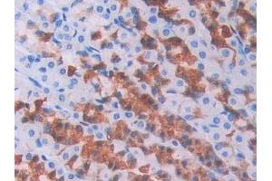 Detection of BMP6 in Rat Stomach Tissue using Polyclonal Antibody to Bone Morphogenetic Protein 6 (BMP6) (BMP6 抗体  (AA 375-502))