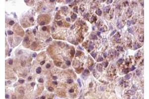 ABIN6267640 at 1/100 staining human pancreas tissue sections by IHC-P. (eIF4EBP1 抗体  (pThr36))