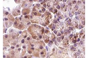 ABIN6267640 at 1/100 staining human pancreas tissue sections by IHC-P.