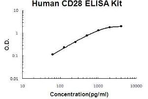 Human CD28 PicoKine ELISA Kit standard curve