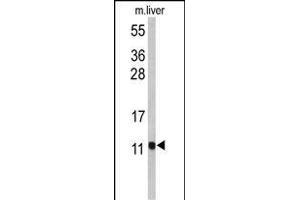 Western blot analysis of PCBD1 Antibody (Center) (ABIN653056 and ABIN2842659) in mouse liver tissue lysates (35 μg/lane). (PCBD1 抗体  (AA 11-37))