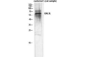 Western Blot analysis of customer's (cat sample) using GNL3L Polyclonal Antibody diluted at 1:2000. (GNL3L 抗体  (AA 40-120))