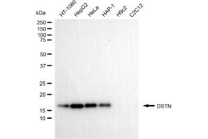 Western blotting analysis using DSTN antibody (ABIN7798319). (Destrin 抗体)