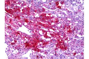 Anti-NPY / Neuropeptide Y antibody IHC of human adrenal medulla. (NPY 抗体  (AA 29-97))
