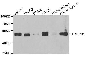 Western blot analysis of extracts of various cell lines, using GABPB1 antibody. (GABPB1 抗体  (AA 231-395))