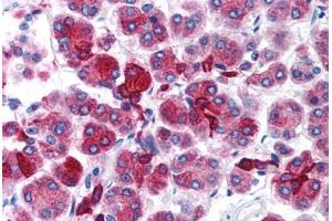 Human Pancreas (formalin-fixed, paraffin-embedded) stained with FOXD3 antibody ABIN214753 at 5 ug/ml followed by biotinylated goat anti-rabbit IgG secondary antibody ABIN481713, alkaline phosphatase-streptavidin and chromogen. (FOXD3 抗体  (AA 257-306))