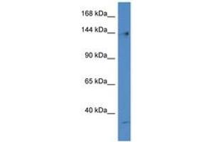 Image no. 1 for anti-Polymerase (DNA Directed), gamma (POLG) (AA 242-291) antibody (ABIN6747379) (POLG 抗体  (AA 242-291))