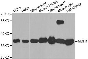 Western blot analysis of extracts of various cell lines, using MDH1 antibody. (MDH1 抗体  (AA 1-334))