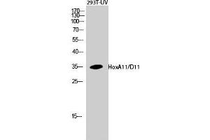 Western Blot (WB) analysis of 293T-UV cells using HoxA11/D11 Polyclonal Antibody. (HOXA11/D11 抗体  (C-Term))