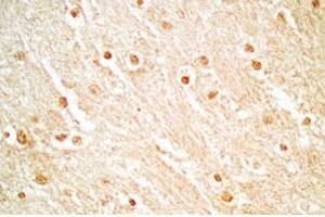 Rat brain tissue stained by Rabbit Anti_NERP-1 (Human) Antibody (NERP-1 抗体  (Preproprotein))
