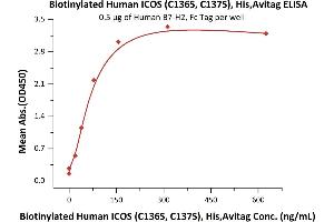 Immobilized Human B7-H2, Fc Tag (ABIN6731298,ABIN6809944) at 5 μg/mL (100 μL/well) can bind Biotinylated Human ICOS (C136S, C137S), His,Avitag (recommended for biopanning) (ABIN6731299,ABIN6809943) with a linear range of 2-78 ng/mL (QC tested).