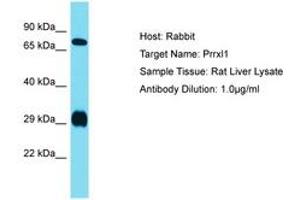 Image no. 1 for anti-Dorsal Root Ganglia Homeobox (DRGX) (N-Term) antibody (ABIN6750247) (DRGX 抗体  (N-Term))
