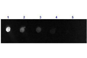 Dot Blot results of Donkey F(ab')2 Anti-Goat IgG Antibody Fluorescein Conjugate. (驴 anti-山羊 IgG (Heavy & Light Chain) Antibody (FITC) - Preadsorbed)