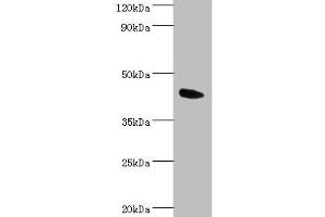 Western blot All lanes: Angiopoietin-related protein 4 antibody at 2 μg/mL + Mouse heart tissue Secondary Goat polyclonal to rabbit IgG at 1/10000 dilution Predicted band size: 46, 41, 27 kDa Observed band size: 46 kDa (ANGPTL4 抗体  (AA 26-406))