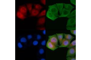 ABIN6261693 and ABIN6272298 staining Hela cells by IF/ICC.