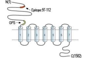 Representative domain view of the target of ABIN7884797.