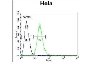 RPL31 Antibody (Center) (ABIN653485 and ABIN2842904) flow cytometric analysis of Hela cells (right histogram) compared to a negative control cell (left histogram). (RPL31 抗体  (AA 24-51))