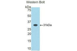 Western Blotting (WB) image for anti-ATPase, Na+/K+ Transporting, beta 1 Polypeptide (ATP1B1) (AA 53-304) antibody (ABIN1858096) (ATP1B1 抗体  (AA 53-304))