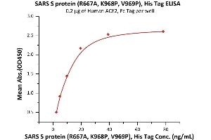 Immobilized Human ACE2, Fc Tag (ABIN6952459,ABIN6952465) at 2 μg/mL (100 μL/well) can bind SARS S protein (R667A, K968P, V969P), His Tag (ABIN6973214) with a linear range of 2-20 ng/mL (Routinely tested). (SARS-CoV Spike Protein (AA 14-1195) (His tag))