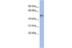 WB Suggested Anti-SNAPC3 Antibody Titration:  0. (SNAPC3 抗体  (Middle Region))