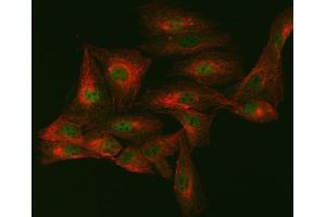 IF analysis of mSin3A/SIN3A and Tubulin alpha using anti-mSin3A/SIN3A antibody (ABIN7602504) and anti-Tubulin alpha antibody (ABIN7600339). (SIN3A 抗体  (AA 8-918))