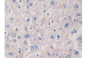 Immunohistochemistry (IHC) image for anti-Microtubule-Associated Protein, RP/EB Family, Member 1 (MAPRE1) (AA 2-268) antibody (ABIN7436300)