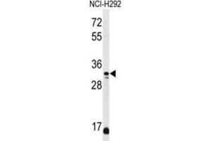 Western Blotting (WB) image for anti-D-Aspartate Oxidase (DDO) antibody (ABIN3002134) (DDO 抗体)