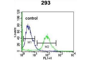Flow cytometric analysis of 293 cells using OR4F15 Antibody (N-term) Cat. (OR4F15 抗体  (N-Term))