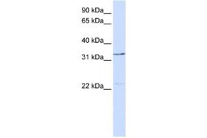 Western Blotting (WB) image for anti-General Transcription Factor IIE, Polypeptide 2 (GTF2E2) antibody (ABIN2458295) (GTF2E2 抗体)