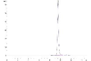 The purity of Mouse YKL-40 is greater than 95 % as determined by SEC-HPLC.