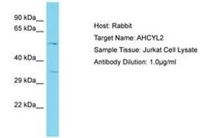 AHCYL2 Antikörper  (AA 50-99)