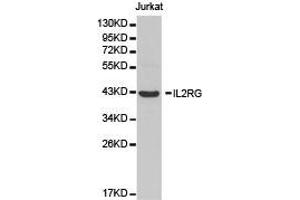 Western Blotting (WB) image for anti-Interleukin 2 Receptor, gamma (IL2RG) antibody (ABIN1873211) (IL2RG 抗体)